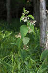 Poke milkweed